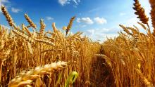 Buğday ve Un Çeşitleri Wheat and Flour Types 3