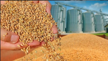 Buğday ve Un Çeşitleri Wheat and Flour Types 5
